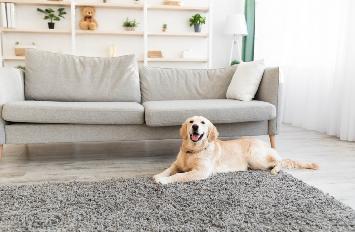 Comment garder une maison propre quand on vit avec un chien ?