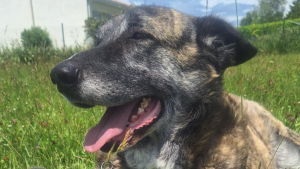 Illustration : "Affamé, assoiffé et constamment attaché dans une serre, ce « nounours » au cœur tendre espère aujourd’hui trouver sa famille grâce à vous"