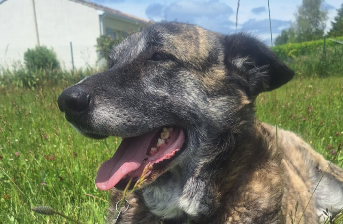 Affamé, assoiffé et constamment attaché dans une serre, ce « nounours » au cœur tendre espère aujourd’hui trouver sa famille grâce à vous