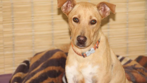 Illustration : "Traîné par une voiture, Scooby, un amour à 3 pattes, attend toujours de trouver sa famille pour la vie"