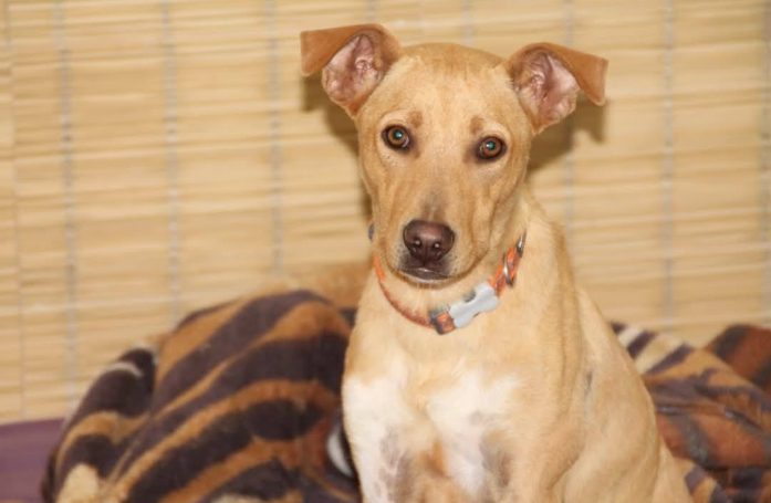 Traîné par une voiture, Scooby, un amour à 3 pattes, attend toujours de trouver sa famille pour la vie