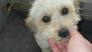 Illustration : "Sauvé in extremis de l'euthanasie, ce chiot débordant de tendresse attend une famille qui lui offrira de l'amour"