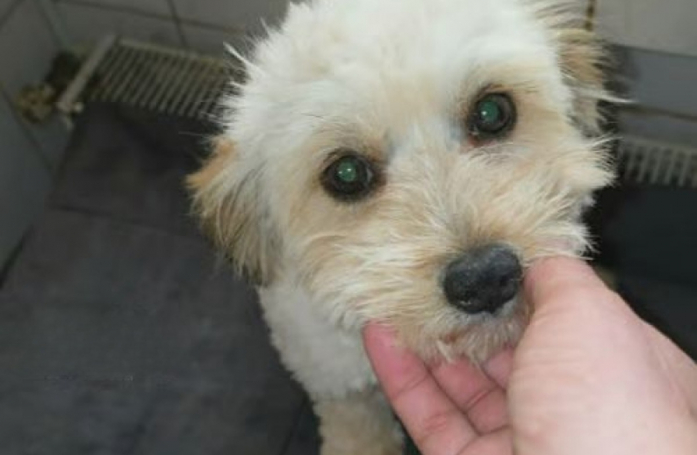 Sauvé in extremis de l'euthanasie, ce chiot débordant de tendresse attend une famille qui lui offrira de l'amour