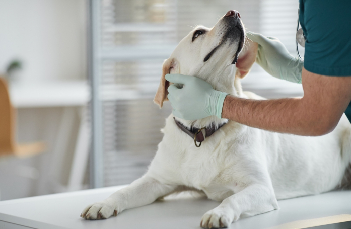 Que faire en cas d'empoisonnement de son chien ou chat ?