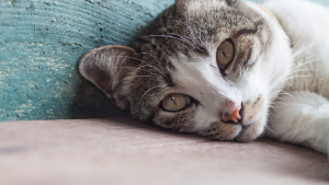 Illustration : "Comment adapter son logement pour un animal senior ?"