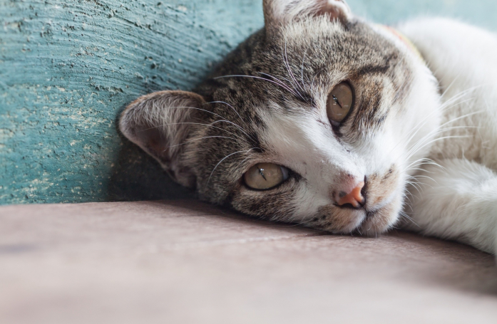 Comment adapter son logement pour un animal senior ?