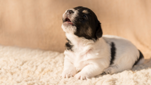 Illustration : "Pourquoi mon chiot pleure la nuit et comment l'apaiser ?"