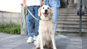 Illustration : "Comment adopter un chien ou un chat retraité d'élevage ?"