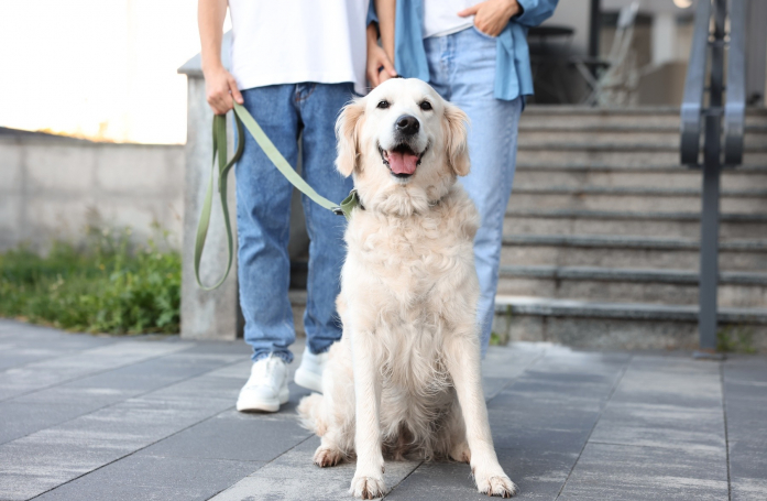 Comment adopter un chien ou un chat retraité d'élevage ?