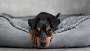 Illustration : "Que faire si mon chien pleure la nuit après son adoption ?"