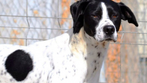 Illustration : "Trouvés abandonnés à l'âge de 6 mois, ces 2 chiens sont prêts à découvrir le monde à vos côtés"