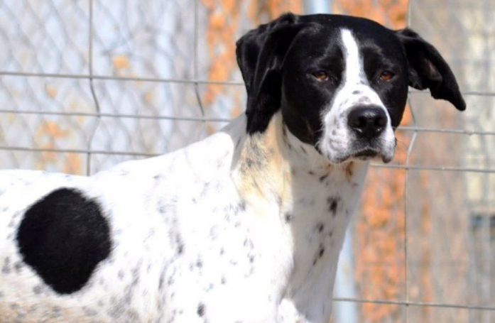 Trouvés abandonnés à l'âge de 6 mois, ces 2 chiens sont prêts à découvrir le monde à vos côtés