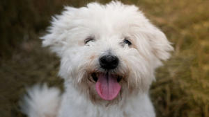 Illustration : "Peut-on vraiment adopter une race de chien ou de chat hypoallergénique sans risque d’allergie ?"