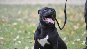 Illustration : "Enfermé 24 heures sur 24 sur un balcon sans eau ni nourriture, ce Staffy sauvé part en quête de sa nouvelle famille"