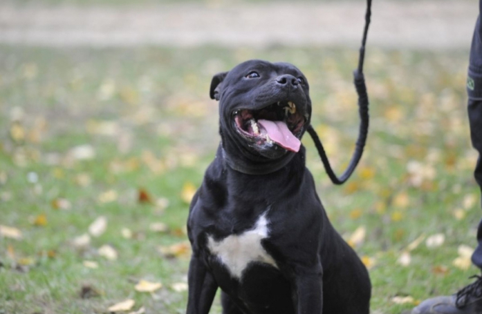 Enfermé 24 heures sur 24 sur un balcon sans eau ni nourriture, ce Staffy sauvé part en quête de sa nouvelle famille