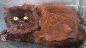 Illustration : "Sauvé d'un élevage clandestin, ce Persan au regard triste a besoin d'une famille aimante et responsable pour retrouver sa joie de vivre"