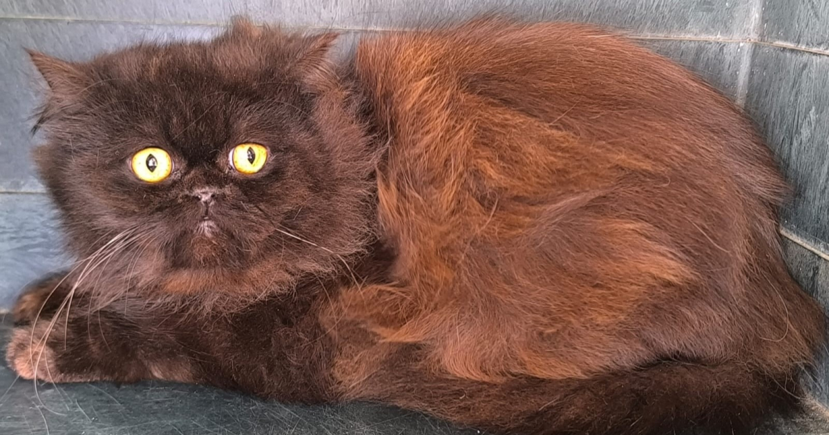 Adopter Sherlock, un Persan rescapé d'élevage clandestin