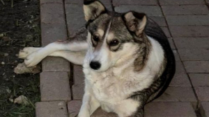 Illustration : "Sauvée d'une fourrière roumaine, cette chienne qui a perdu ses chiots espère trouver une famille aimante"