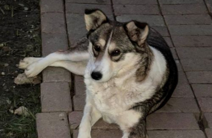Sauvée d'une fourrière roumaine, cette chienne qui a perdu ses chiots espère trouver une famille aimante
