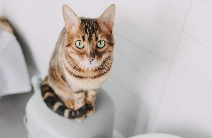 Guide d’achat : notre avis sur les poubelles Litter Genie® et Pet Genie®
