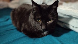 Illustration : "Atteint du FIV, ce chat qui n’a connu que la rue espère conquérir votre cœur "