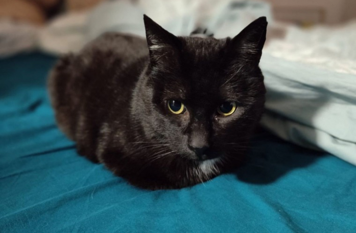 Atteint du FIV, ce chat qui n’a connu que la rue espère conquérir votre cœur 