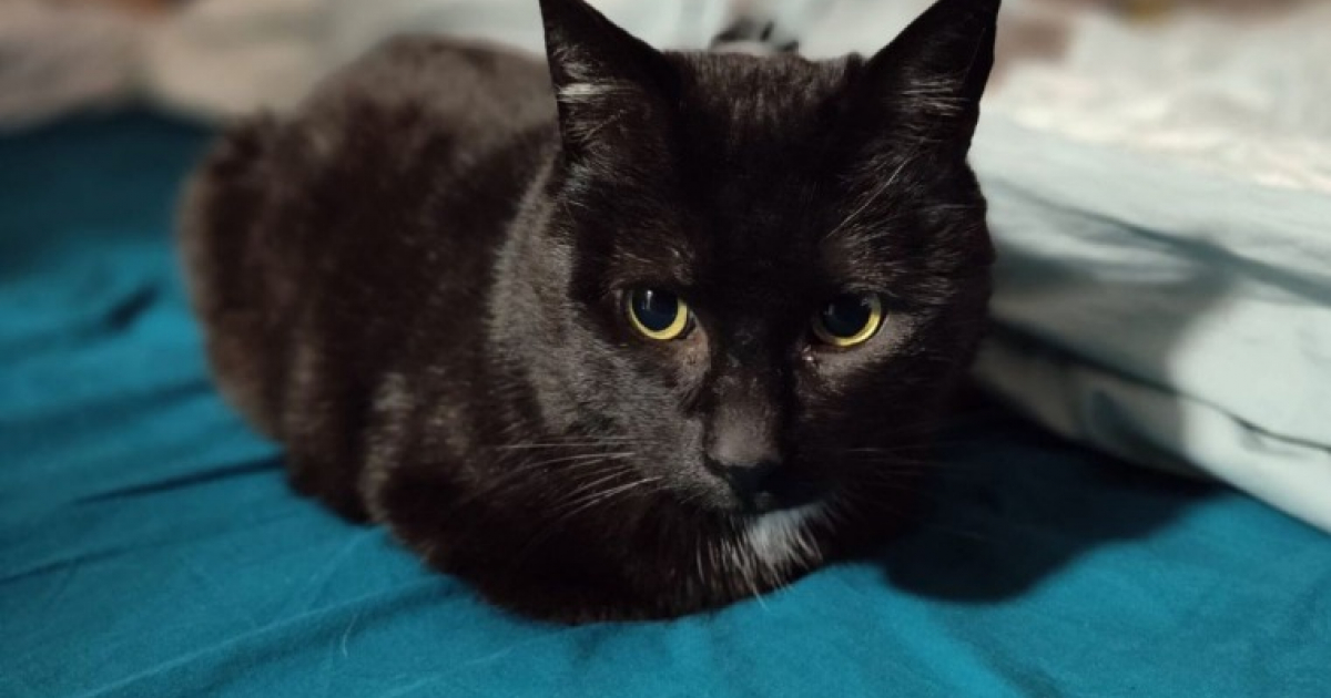 Adopter un chat FIV positif : tout savoir sur Phénix