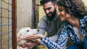 Illustration : "Comment adopter un animal dans une autre région ?"