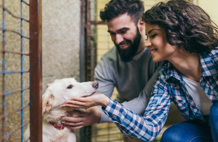 Comment adopter un animal dans une autre région ?