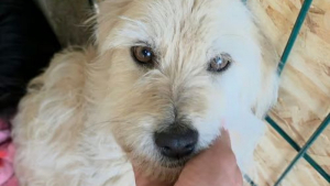 Illustration : "Cette petite chienne nourrie qu’une seule fois par semaine cherche une famille qui ne la laissera plus jamais manquer de rien "