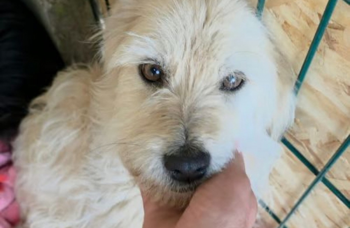 Cette petite chienne nourrie qu’une seule fois par semaine cherche une famille qui ne la laissera plus jamais manquer de rien 