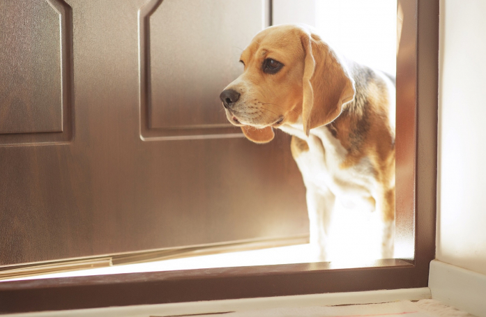 Qu’est-ce qu’une pré-visite avant l’adoption d’un animal ?
