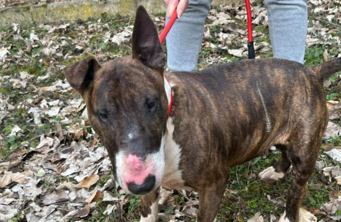 Ce Bull Terrier respirant la joie de vivre cherche une famille « qui saura lui offrir de belles promenades, des jeux et de l’attention »