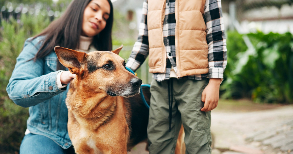 Adopter un Animal SOS : Comment Faciliter la Découverte de l'Adoption