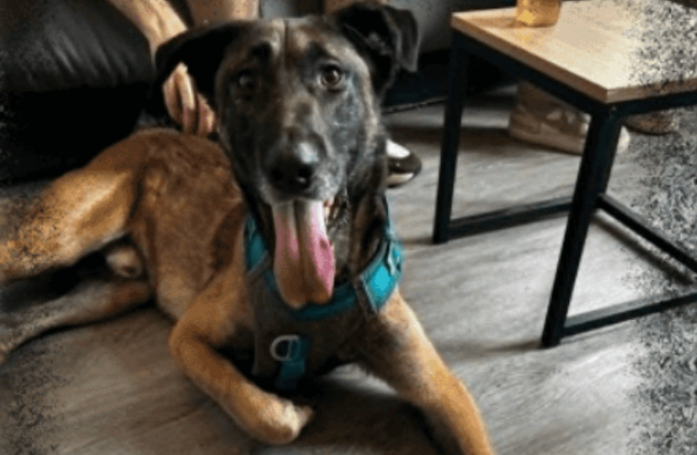  « C’est un vrai cœur sur pattes », ce Malinois donné sur Leboncoin puis abandonné cherche une famille responsable