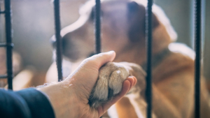 Illustration : "Comment adopter un animal en situation d’urgence ?"