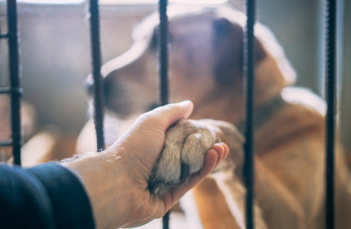 Comment adopter un animal en situation d’urgence ?