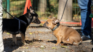 Illustration : "Comment présenter 2 chiens avant l’adoption ?"