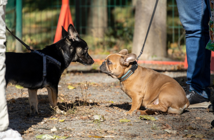 Comment présenter 2 chiens avant l’adoption ?