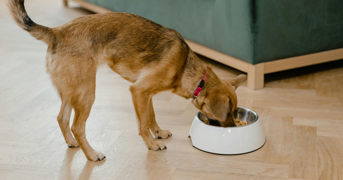 Troubles digestifs après adoption : adapter son alimentation