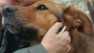 Illustration : "« Personne ne sait depuis combien de temps elle errait là-bas », cette chienne sauvée d’une déchetterie cherche sa famille"