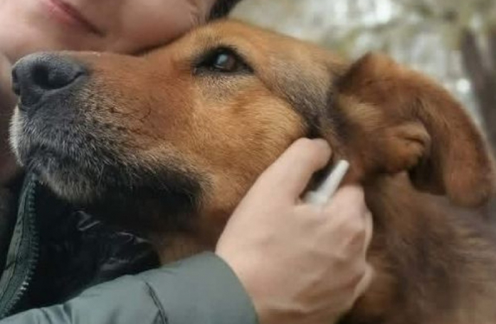 « Personne ne sait depuis combien de temps elle errait là-bas », cette chienne sauvée d’une déchetterie cherche sa famille