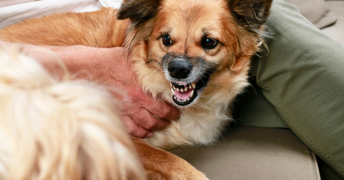 Chien adopté : comprendre et gérer la protection de ressources