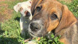 Illustration : "Couvert de puces et de tiques, ce chiot sauvé dans un champ cherche une famille aimante pour toujours"