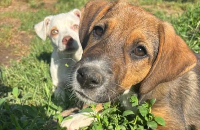 Couvert de puces et de tiques, ce chiot sauvé dans un champ cherche une famille aimante pour toujours