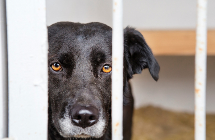 Que faire si vous changez d'avis pendant le processus d'adoption d’un animal ?