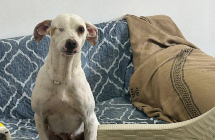 Cette chienne borgne après avoir reçu une balle dans l'oeil cherche une famille pour écrire un nouveau chapitre de sa vie