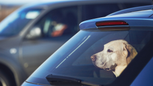 Illustration : "Que faire si vous trouvez un animal enfermé dans une voiture ?"