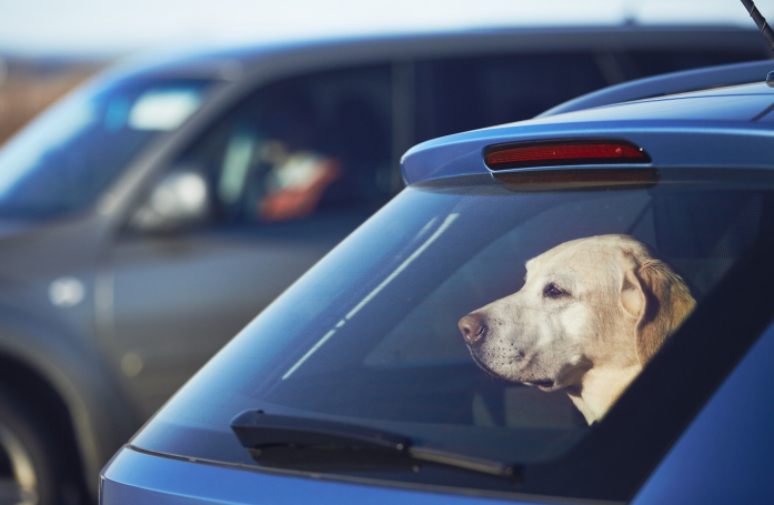 Que faire si vous trouvez un animal enfermé dans une voiture ?