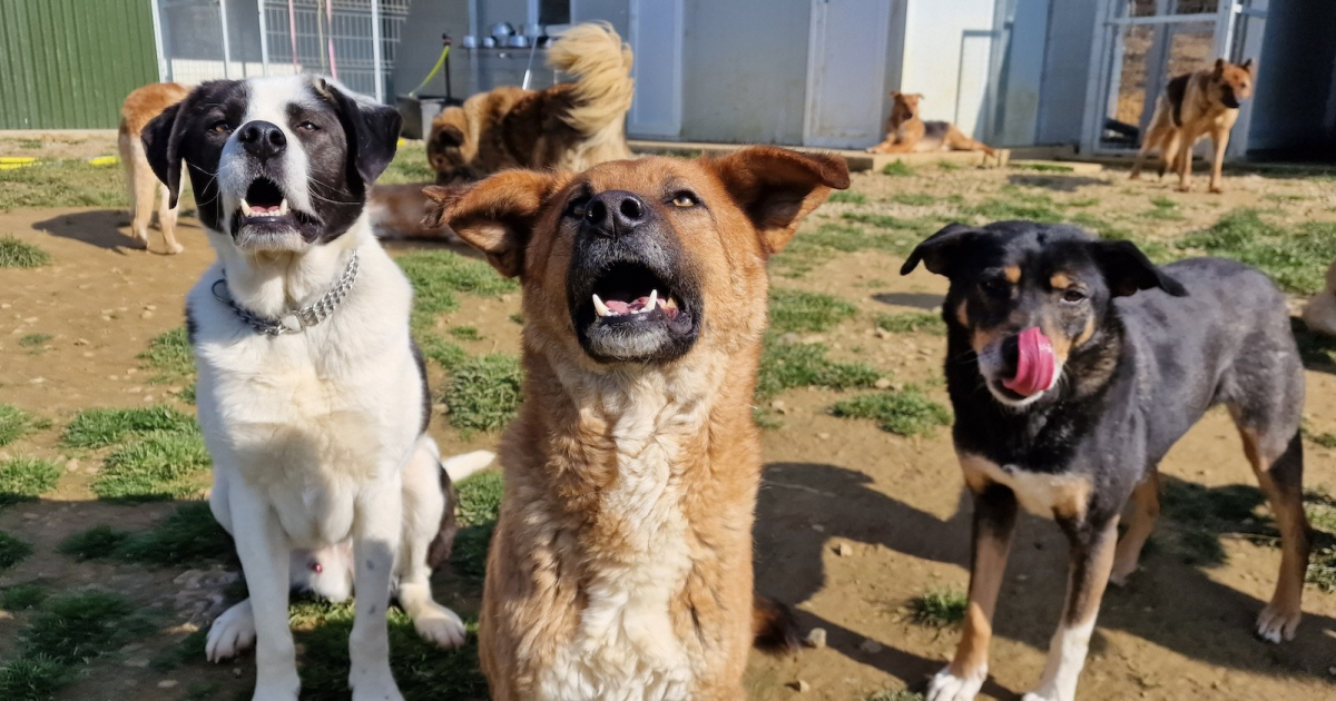 Été : pourquoi les refuges pour animaux sont-ils saturés ?